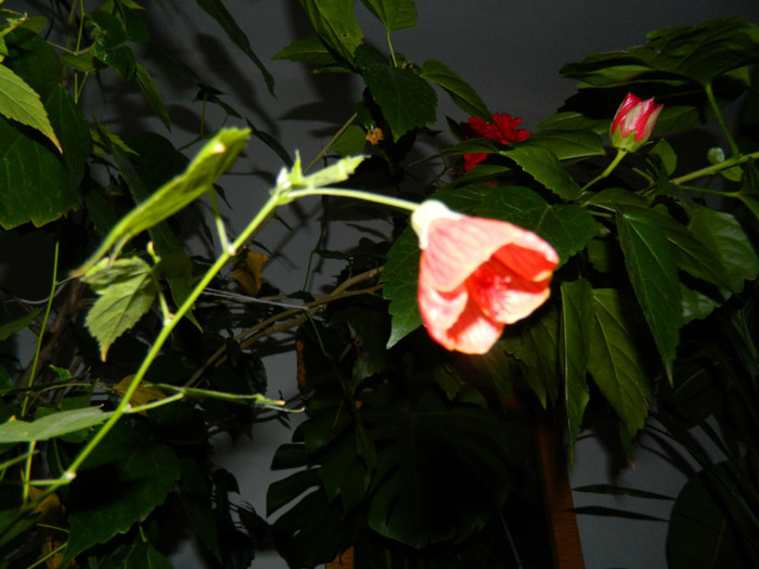 DSCN1213