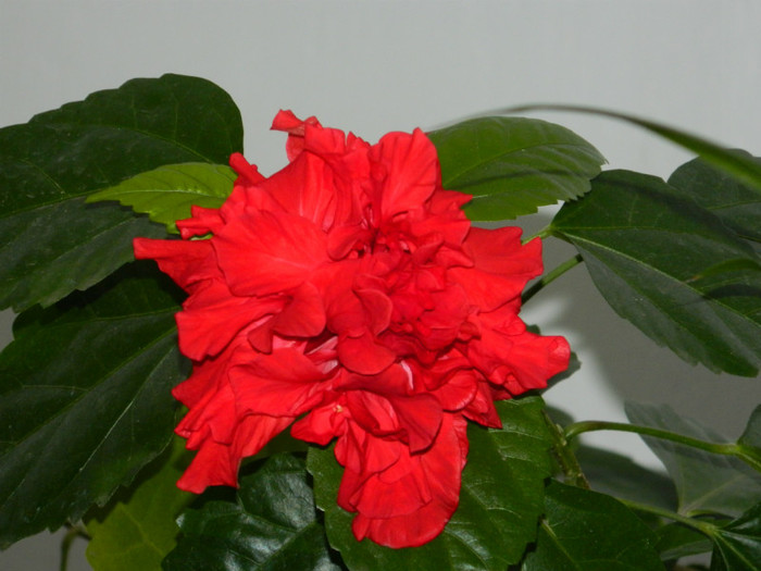 DSCN1230