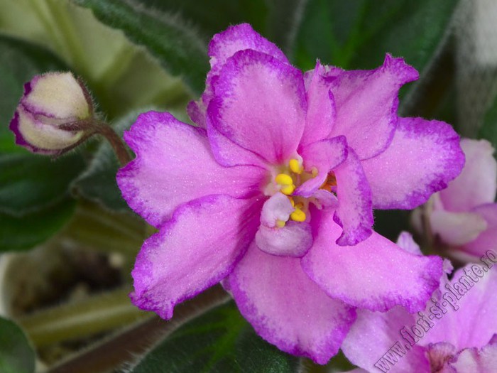 Saintpaulia Strawberry Wave; 2012
