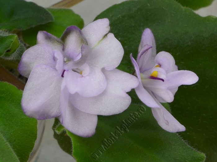 Saintpaulia Silver smoke - VIOLETE AFRICANE  - Saintpaulia