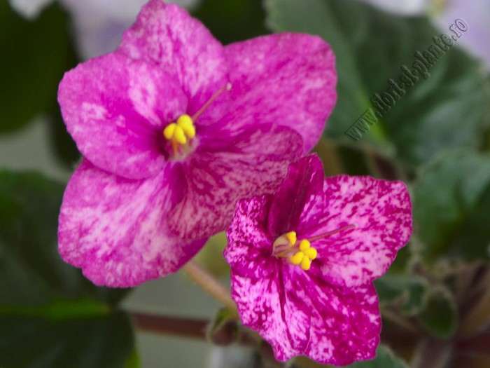 Saintpaulia Buckeye Cherry Freckles; 2012

