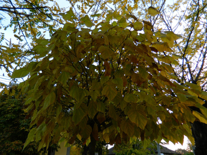 DSCN1342