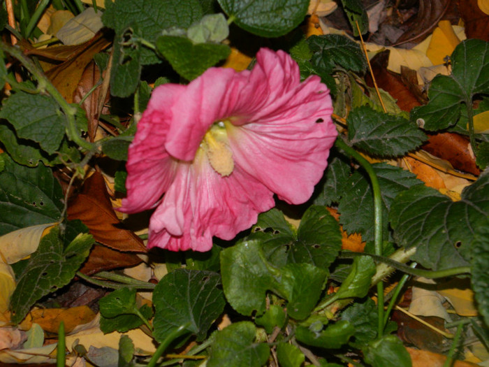 DSCN1375