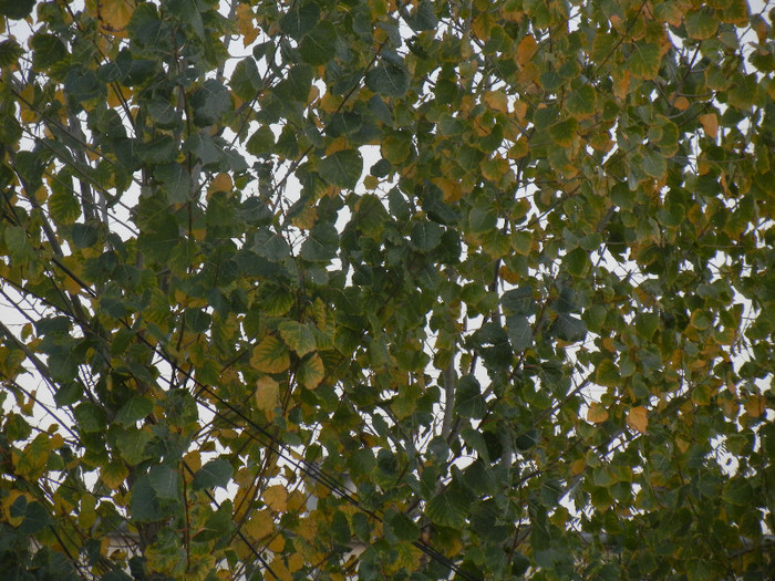 Autumn Colors (2012, November 07)
