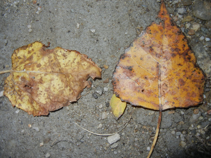 Autumn Colors (2012, November 07)