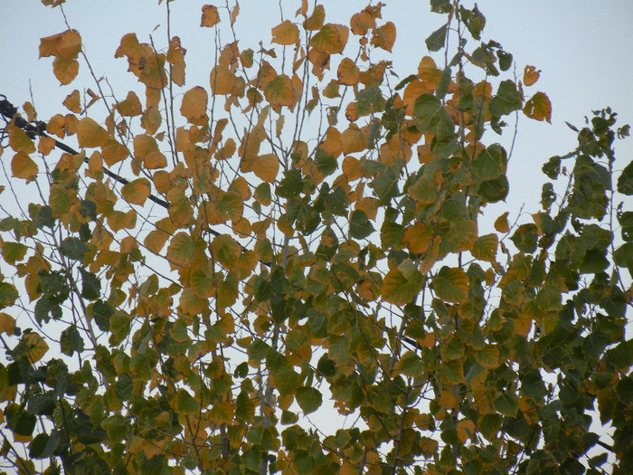 Autumn Colors (2012, November 07)