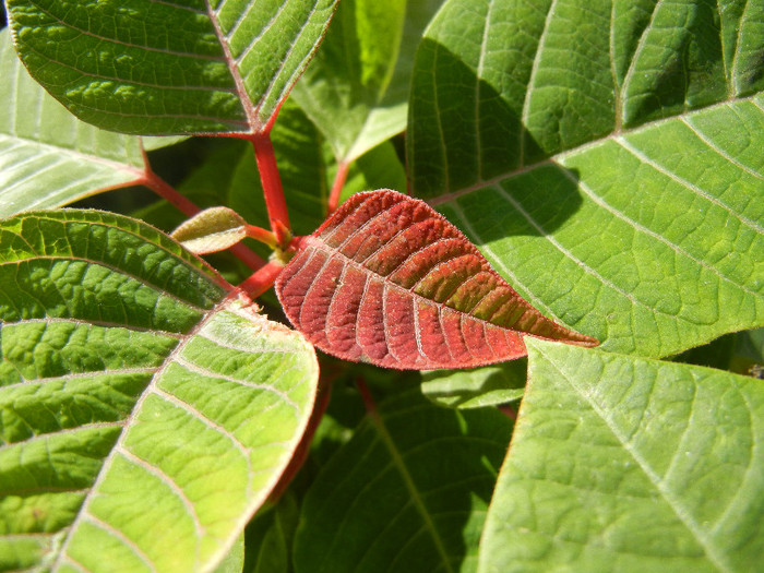 Euphorbia pulcherrima (2012, Nov.07) - Poinsettia Euphorbia