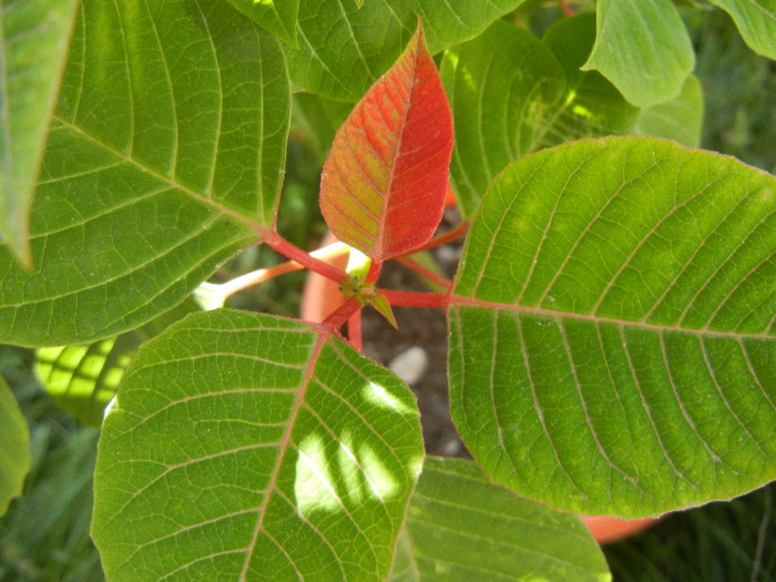 Euphorbia pulcherrima (2012, Nov.07)