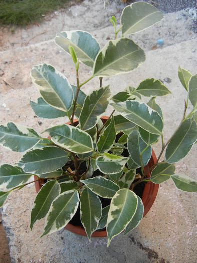 Ficus benjamina Variegata (2012, Nov.03) - Ficus benjamina Variegata W