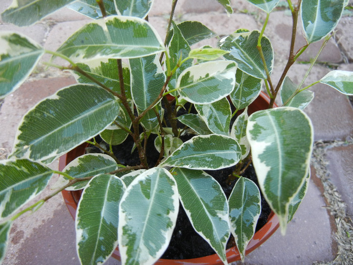 Ficus benjamina Variegata (2012, Nov.04)