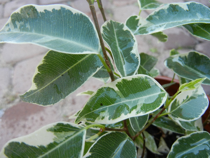 Ficus benjamina Variegata (2012, Nov.04) - Ficus benjamina Variegata W