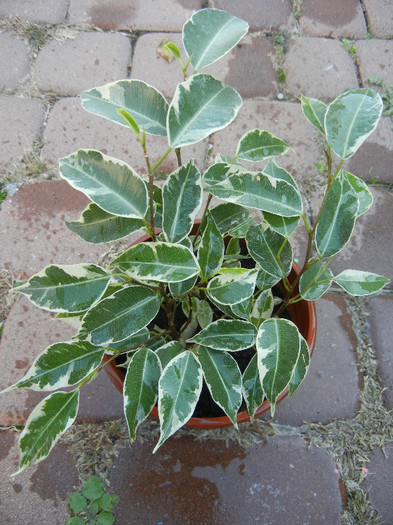 Ficus benjamina Variegata, 04nov12 - Ficus benjamina Variegata W