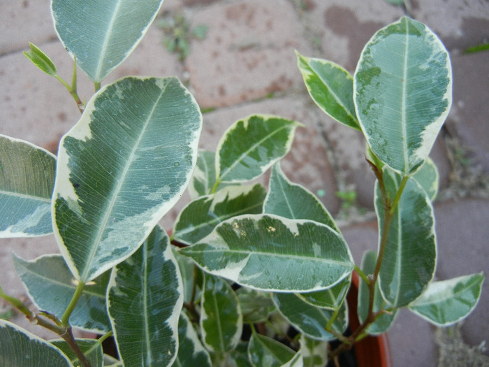 Ficus benjamina Variegata, 04nov12 - Ficus benjamina Variegata W