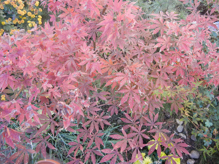 Acer palmatum Bloodgood (2012, Nov.07)
