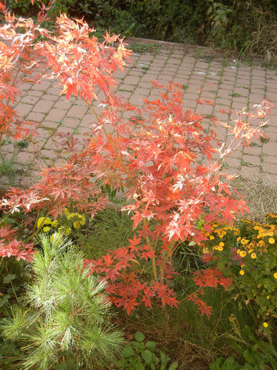 Acer palmatum Bloodgood (2012, Nov.07)
