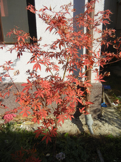 Acer palmatum Bloodgood (2012, Nov.07)