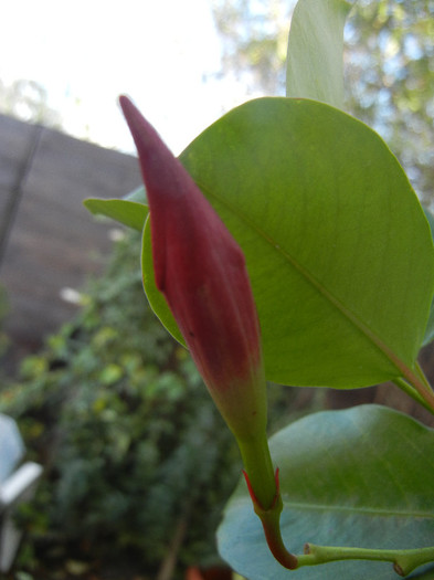 Mandevilla Summer Bell Red (`12, Nov.07)