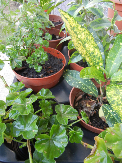 House Plants (2012, November 04)