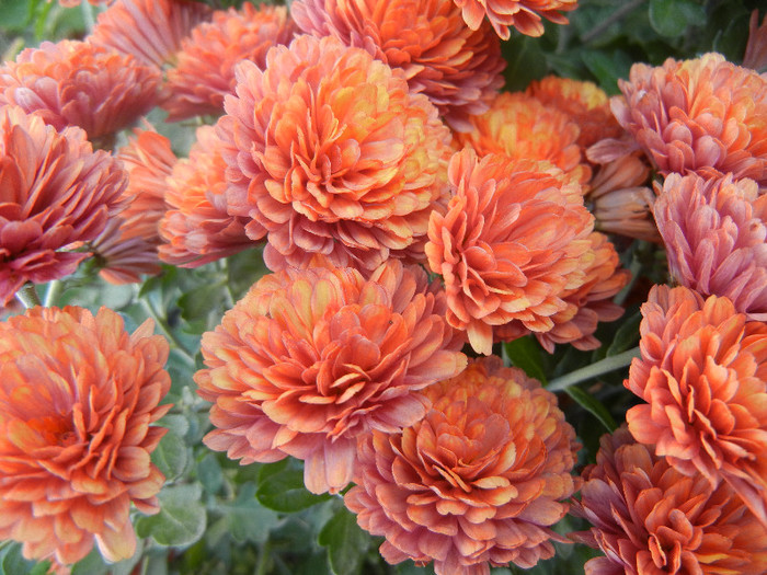 Terracotta Chrysanth (2012, Nov.04) - Terracotta Chrysanthemum