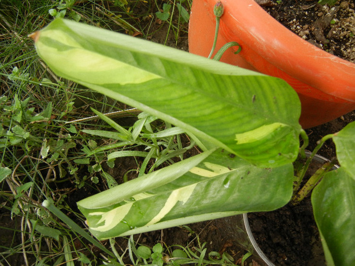 Calathea oppenheimiana (2012, Nov.02)