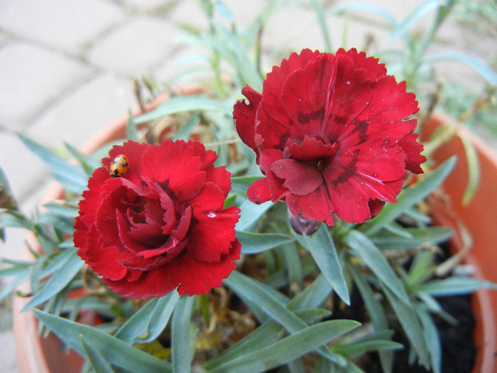 Dianthus (2012, November 03) - DIANTHUS_Garoafe Garofite