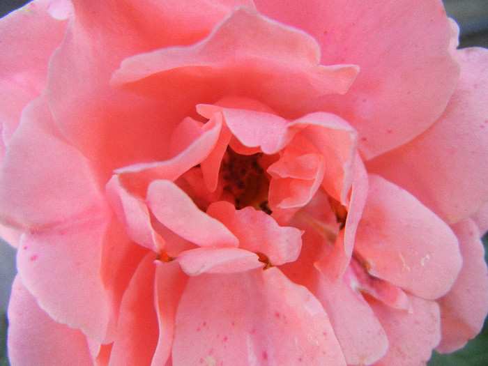 Rose Pleasure (2012, November 07)