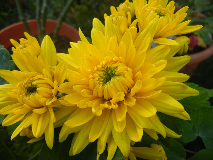 Yellow Chrysanthemum (2012, Nov.03) - Yellow Chrysanthemum