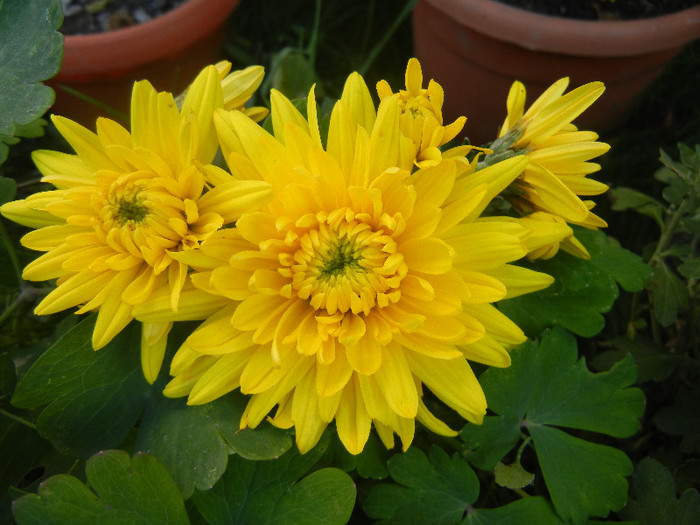Yellow Chrysanthemum (2012, Nov.04) - Yellow Chrysanthemum