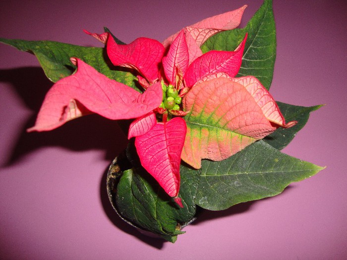 poinsettia