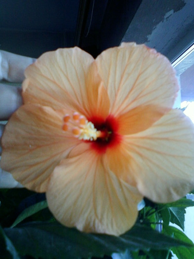 8 nov 2012-flori 069