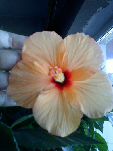 8 nov 2012-flori 068