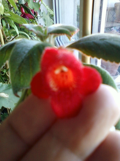 8 nov 2012-flori 081