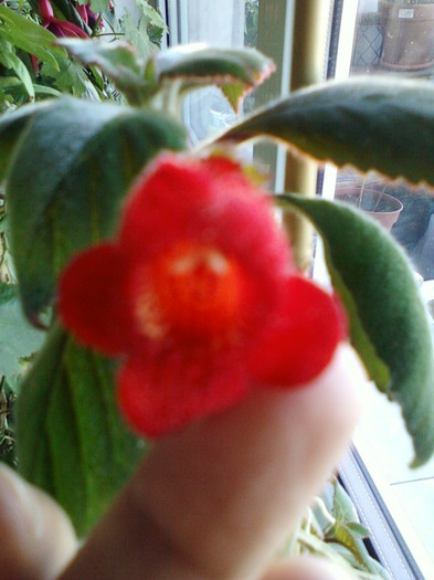 kohleria eriantha