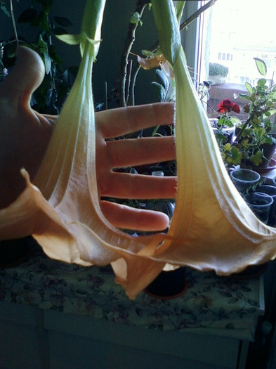 brugmansia galbena-norela :)