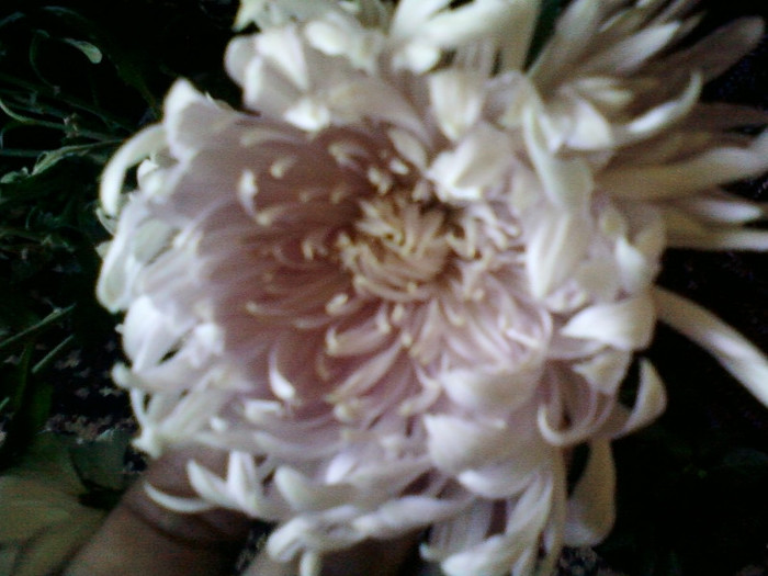 8 nov 2012-flori 085