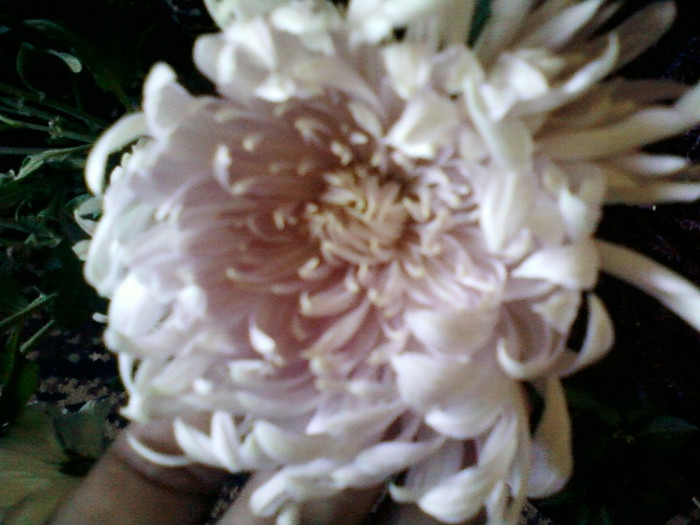8 nov 2012-flori 087