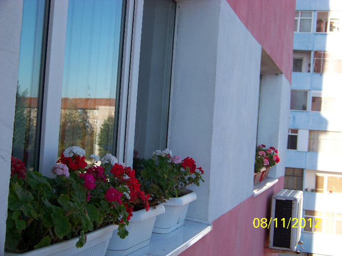 385_9442 - Flori 2012