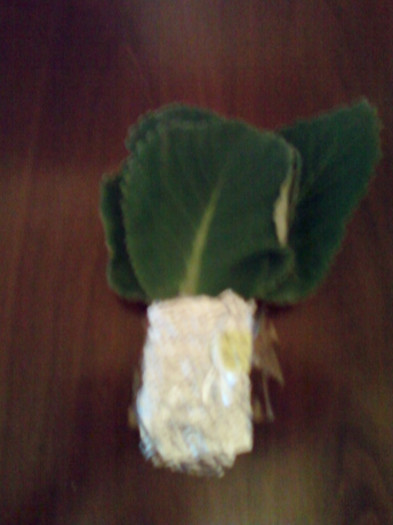 8 nov 2012-flori 027