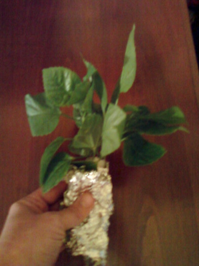 8 nov 2012-flori 037