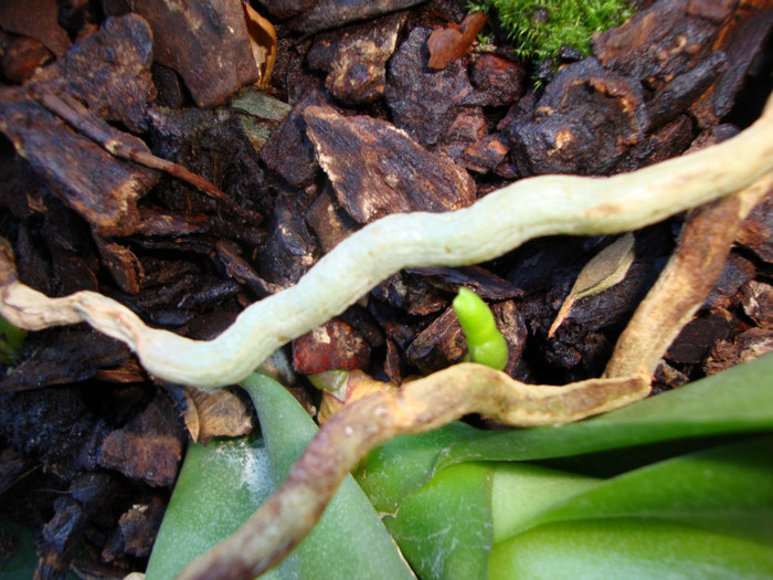 ORHIDEE ALBA,,IESE TIJA