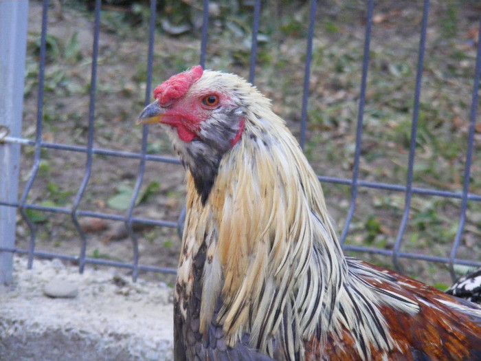 DSCF5389 - ameraucana aprilie 2012