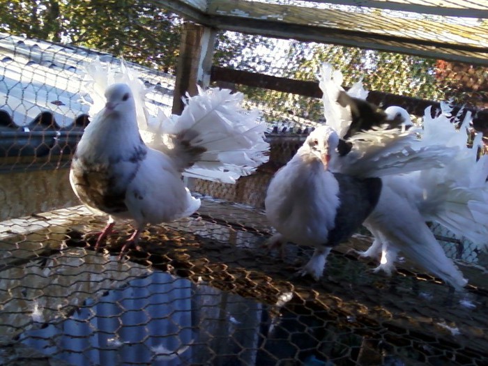 Photo0083