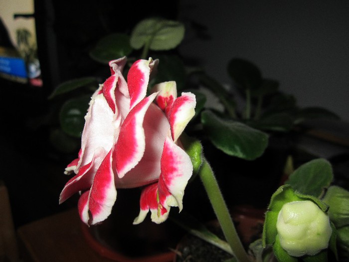 Gloxinia