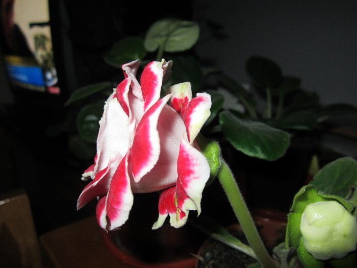 Gloxinia