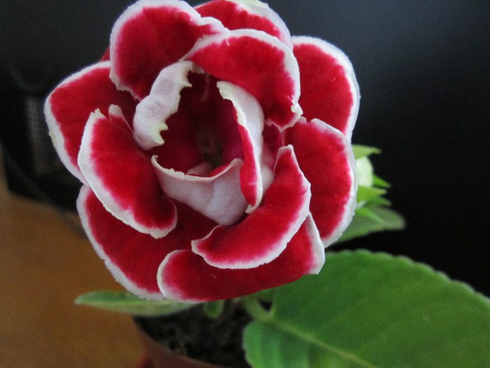Gloxinia