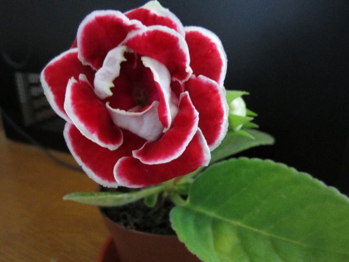 Gloxinia