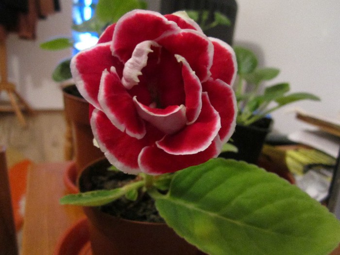 scarlet