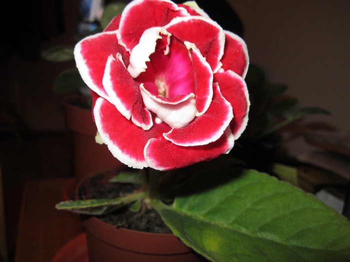 Gloxinia