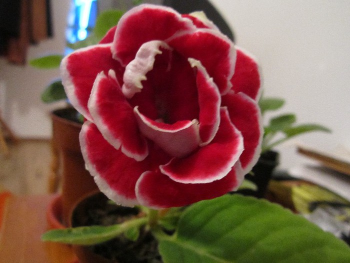 Gloxinia