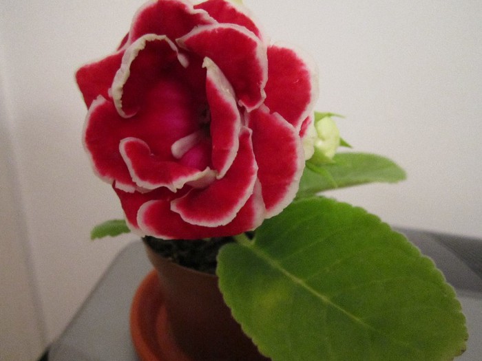 Gloxinia.